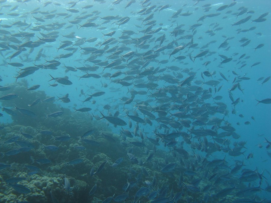 Dive Photos/2009-07 Great Barrier Reef/img_0834.jpg